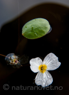 BB 13 0239 / Alisma plantago-aquatica / Vassgro <br /> Luronium natans / Flytegro